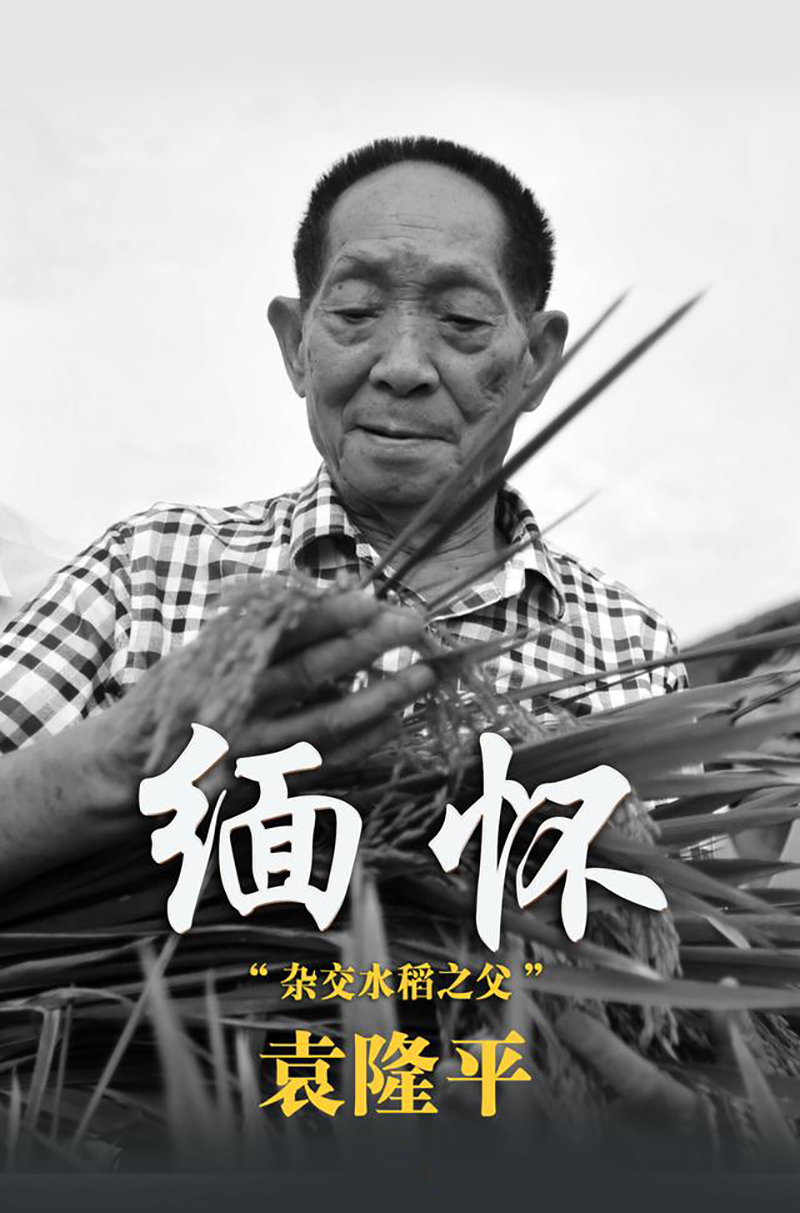 先生千古，國士無雙|諾豐導(dǎo)熱硅膠緬懷、致敬，永遠(yuǎn)的“雜交水稻之父”袁隆平